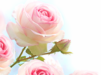 Floristería La Moderna en Zaragoza 